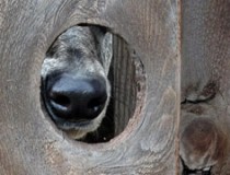 Greyhound nose through knot hole ©2012 Sarah Regan Snavely