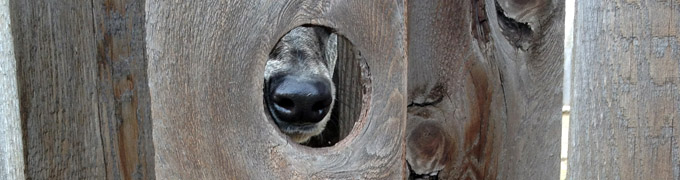 Greyhound nose through knot hole ©2012 Sarah Regan Snavely